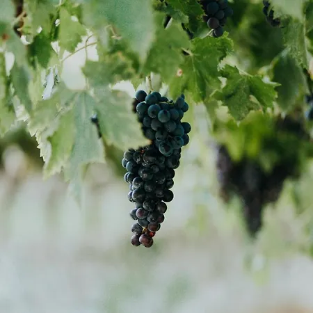 Palazzo Montanari Art&wine Relais * Fumane